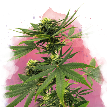 Sour Diesel Feminized