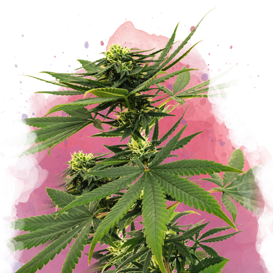 Sour Diesel Feminized