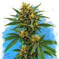 Sour Diesel Regular