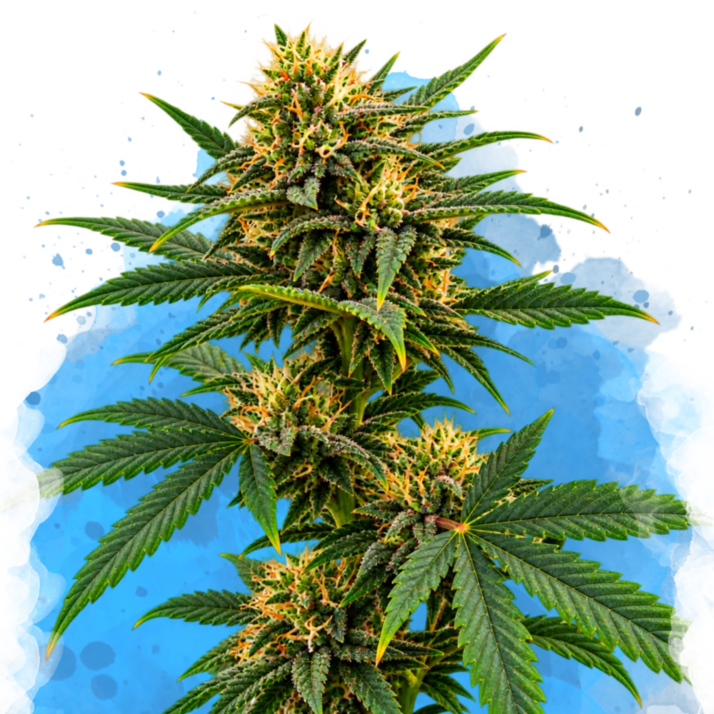 Sour Diesel Regular