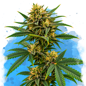 Sour Diesel Regular