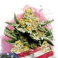 Sunset Sherbet Feminized - Nirvana USA