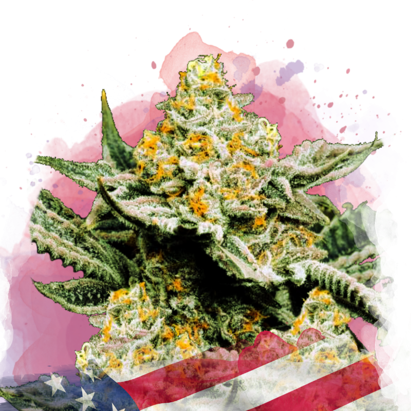 Sunset Sherbet Feminized - Nirvana USA