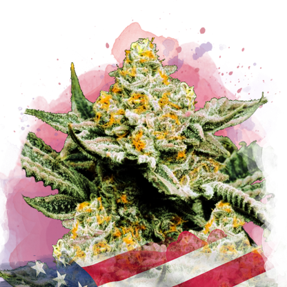 Sunset Sherbet Feminized - Nirvana USA