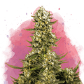 Super Silver Haze Feminized - Nirvana USA