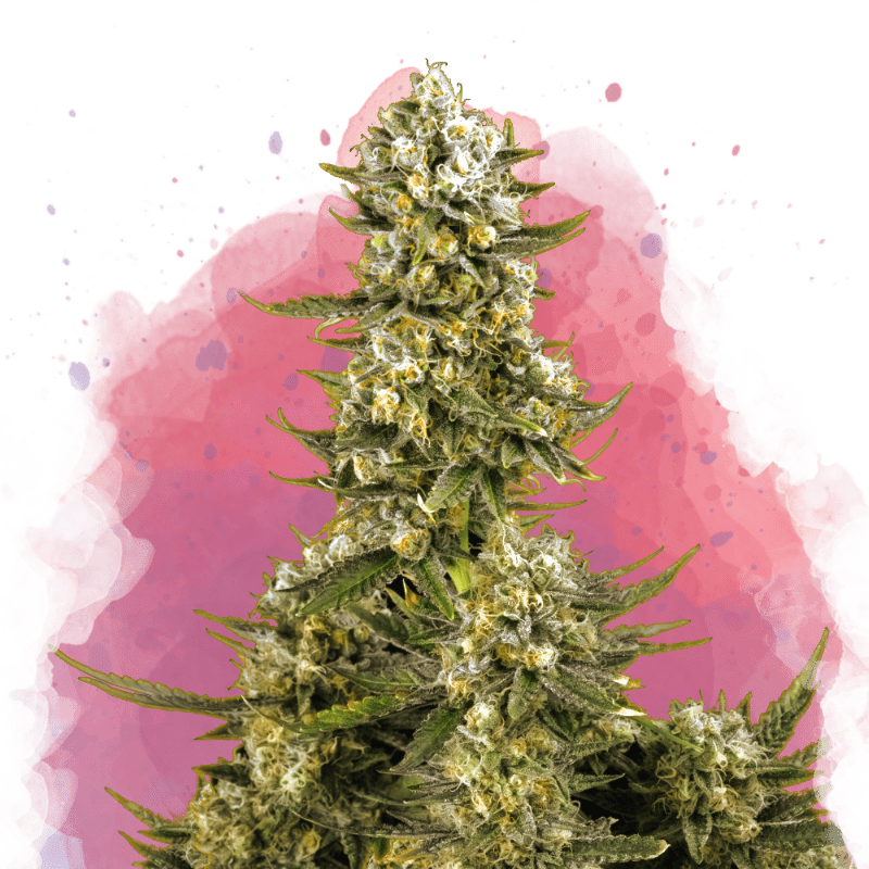 Super Silver Haze Feminized - Nirvana USA