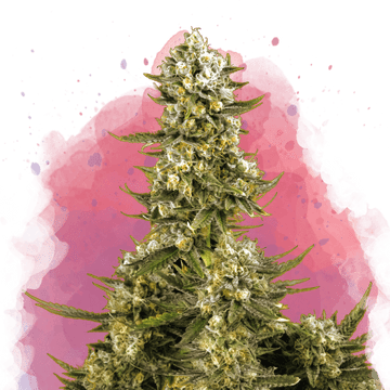 Super Silver Haze Feminized - Nirvana USA
