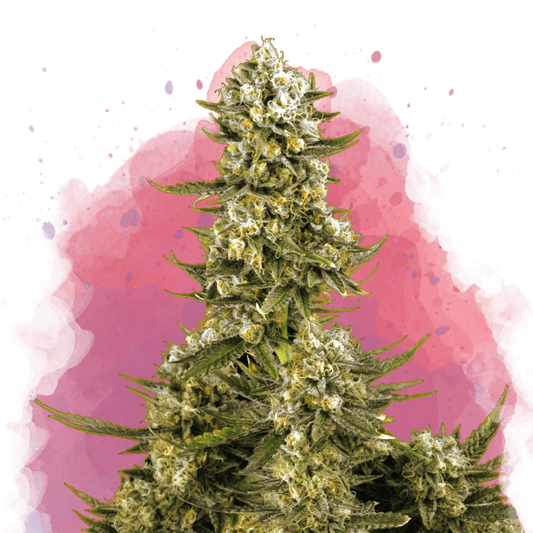 Super Silver Haze Feminized - Nirvana USA
