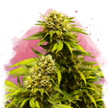 Super Skunk Feminized