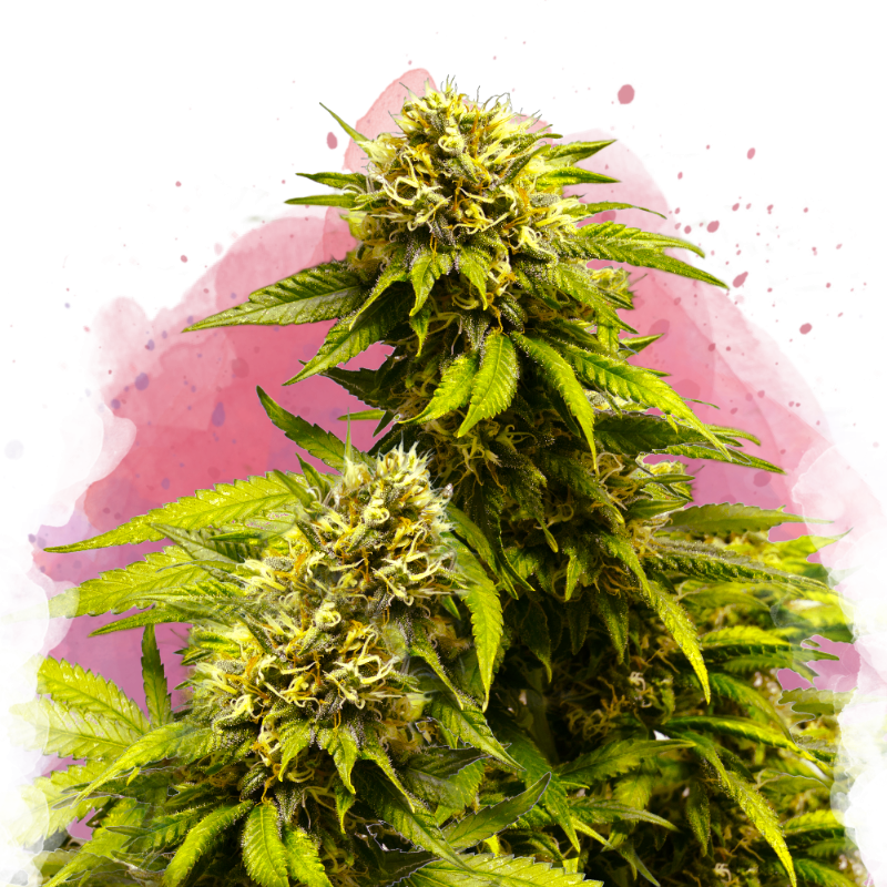 Super Skunk Feminized