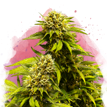 Super Skunk Feminized
