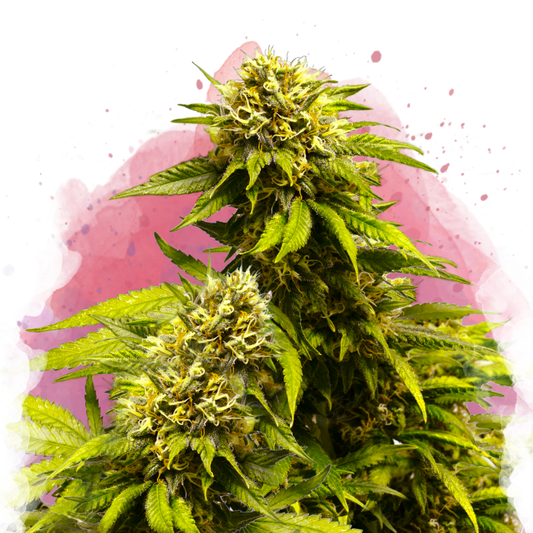 Super Skunk Feminized