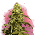 Sweet Tooth Feminized - Nirvana USA