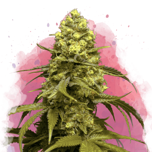 Sweet Tooth Feminized - Nirvana USA