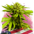 Tangie Feminized