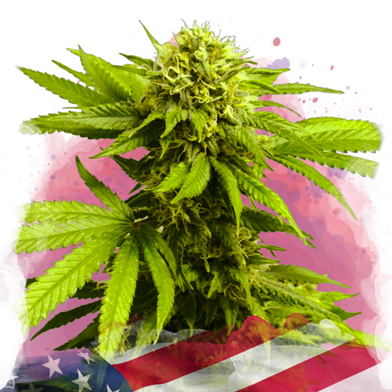 Tangie Feminized