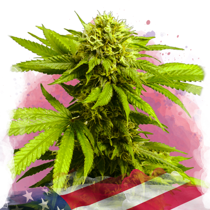 Tangie Feminized
