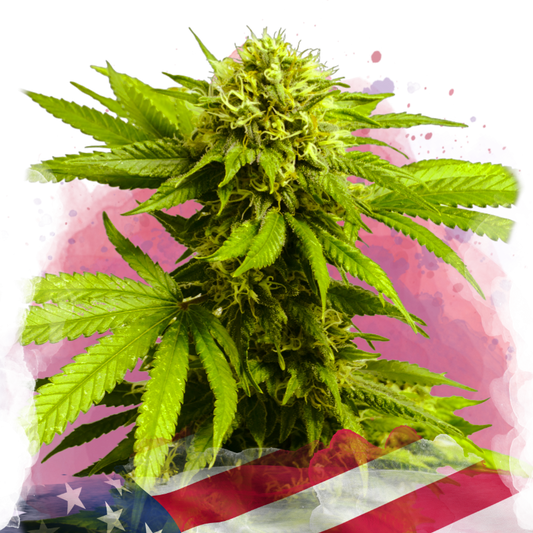 Tangie Feminized