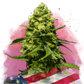 Trainwreck Feminized