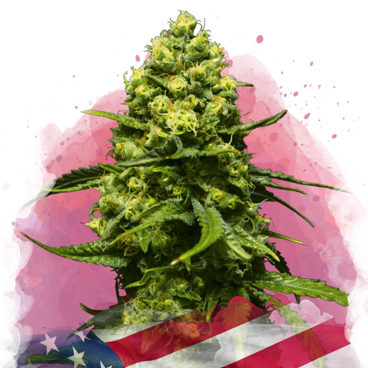 Trainwreck Feminized
