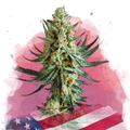 Wedding Cake Feminized