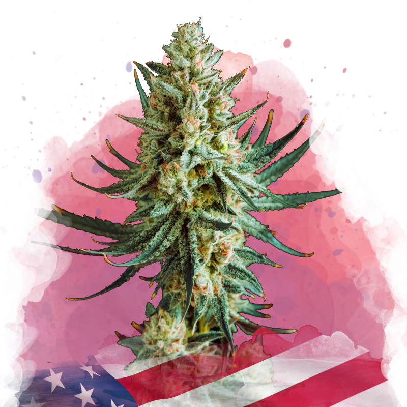 Wedding Cake Feminized