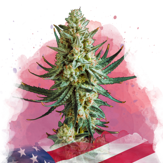 Wedding Cake Feminized
