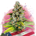 White Fire OG Feminized