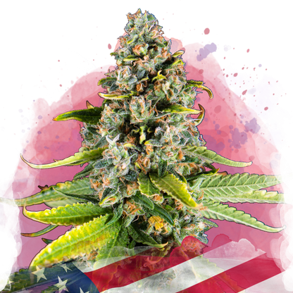 White Fire OG Feminized