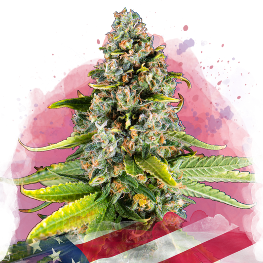 White Fire OG Feminized