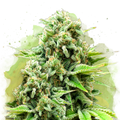 White Widow Autoflower - Nirvana USA
