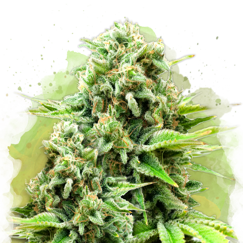 White Widow Autoflower - Nirvana USA