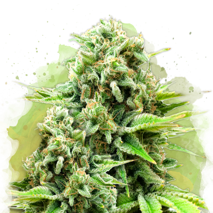 White Widow Autoflower - Nirvana USA