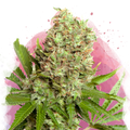 White Widow Feminized