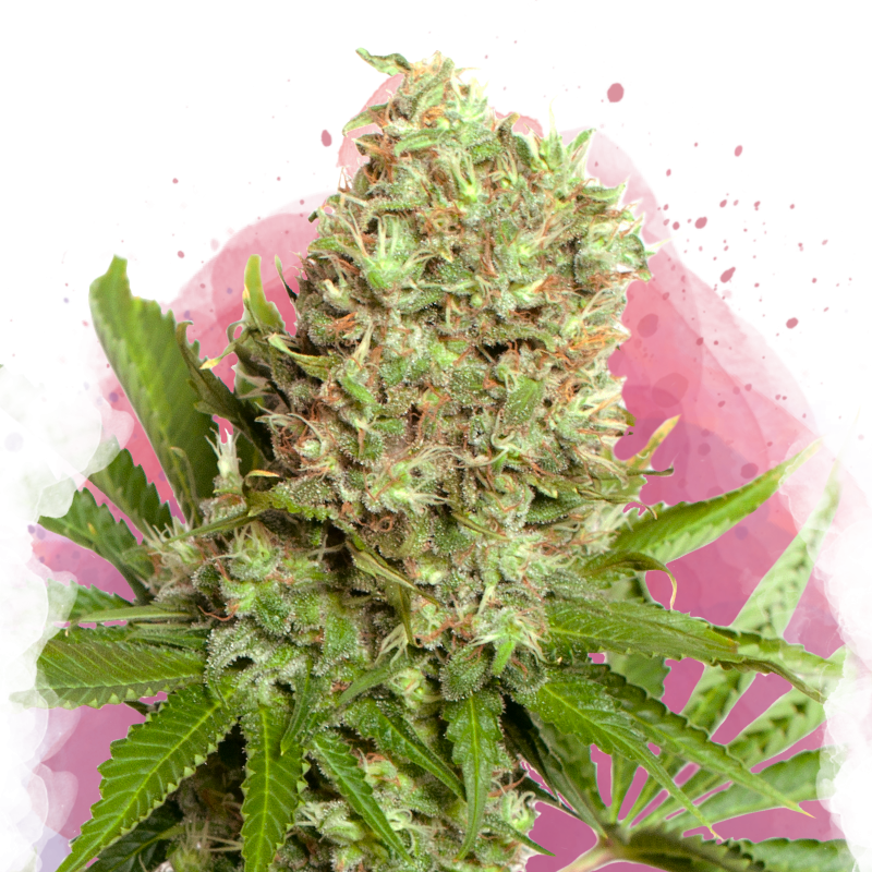 White Widow Feminized