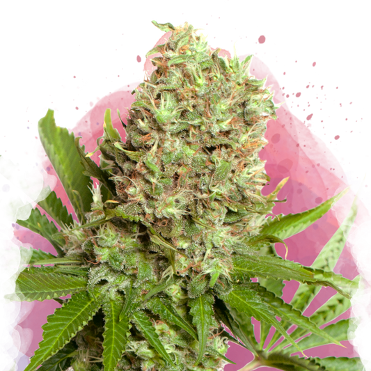 White Widow Feminized