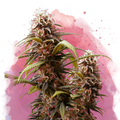 Wonder Woman Feminized