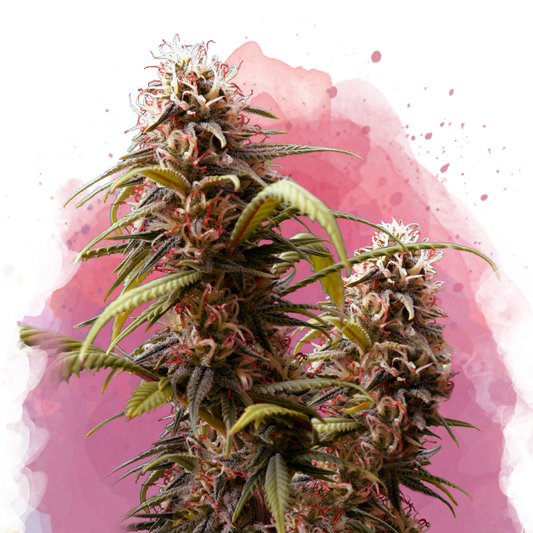 Wonder Woman Feminized