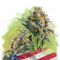 Zkittlez Autoflower