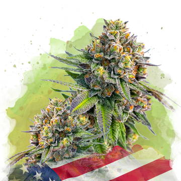 Zkittlez Autoflower