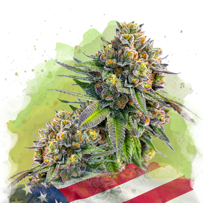 Zkittlez Autoflower