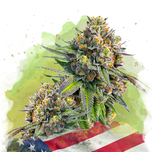 Zkittlez Autoflower