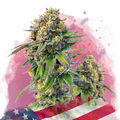 Zkittlez Feminized