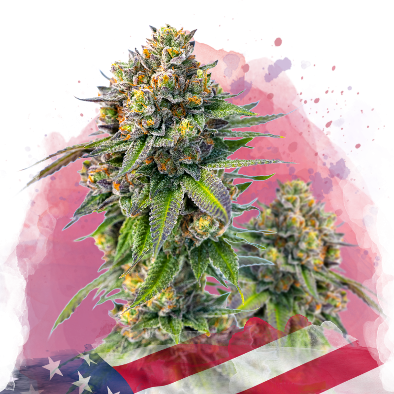 Zkittlez Feminized