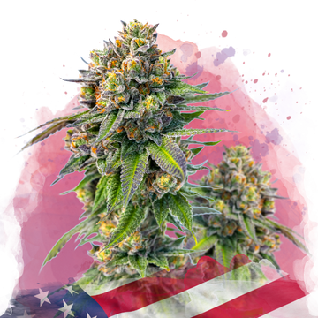 Zkittlez Feminized