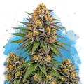 Zkittlez Regular