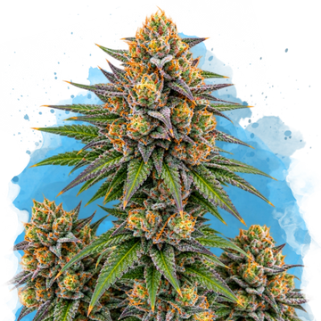 Zkittlez Regular