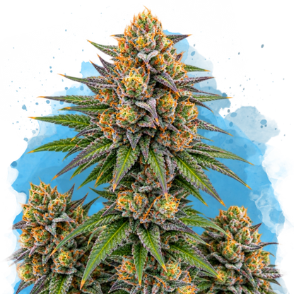 Zkittlez Regular